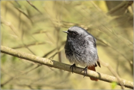 <p>REHEK DOMÁCÍ (Phoenicurus ochruros) /Black redstart - Hausrotschwanz/</p>